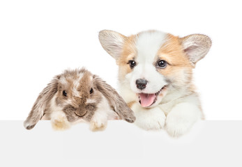 Corgi puppy and rabbit looks above empty white banner. isolated on white background