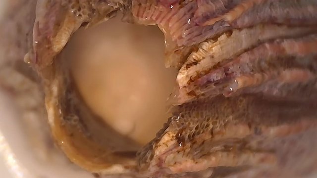 Microscope Seawater Barnacle Shell 1000x