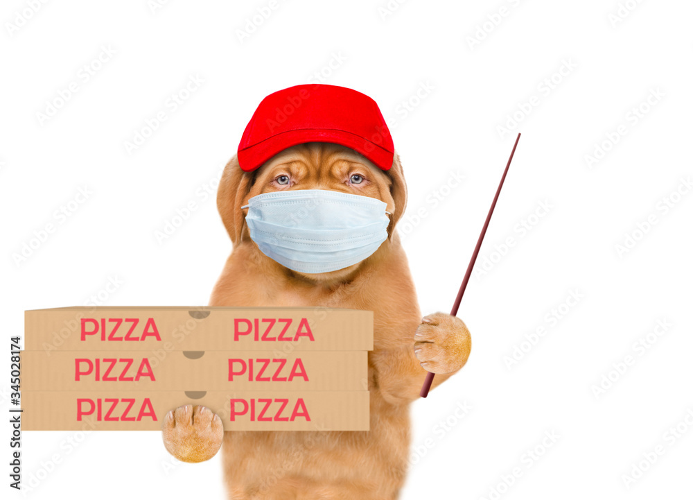 Poster Pizza delivery dog wearing medical protective mask and red cap holds pizza boxes and points away on empty space. isolated on white background