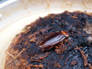 Red cockroaches eat food scraps - Closeup Dirty insects on the grill pan in the kitchen. Disgusting disease carriers in the home On a blurry brown background. Selective focus