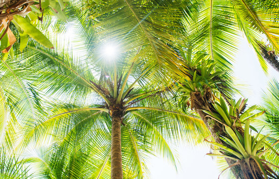 palm tree leaves of Coiba island, santa catalina, Panama, Central America