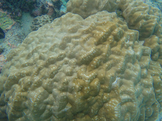 Massive coral, Porites coral species in tropical climate