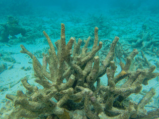 Dead branching coral  in the coral reefs 