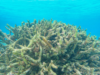 Fototapeta na wymiar Dead coral fragment in the blue ocean