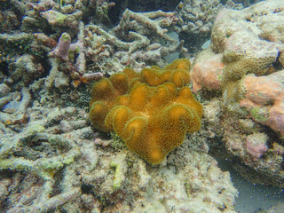 Soft coral in the Maldivian coral reef 