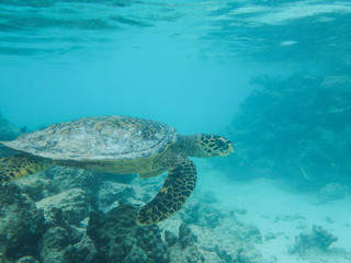 Sea turtle in the coral reef