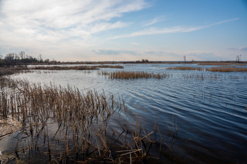 Waterfront Landscape with river reed in the water during clear weather with a blue sky background