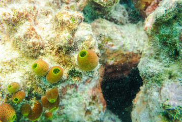 Fototapeta na wymiar Colour tunicate in the coral reefs