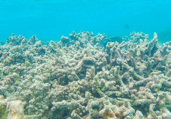 Dead coral fragments in the blue ocean