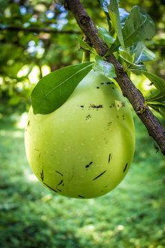 Calabash Fruit Growing in the Wild in the Rain Forest of Zapatera Island outside of Granada, Nicaragua