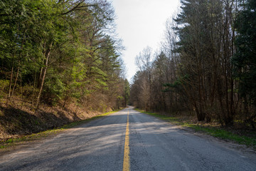 Obraz premium Road in a forest landscape during springtime with clear weather 