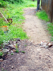 path in the forest