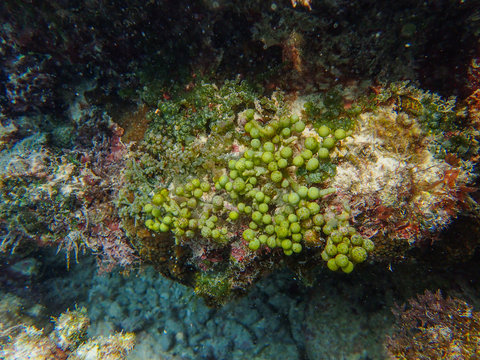 Sea grapes is a green algae (Caulerpa racemosa)