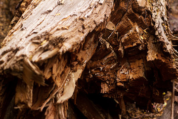 Tronco de árbol