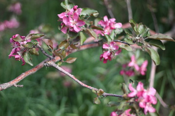 flowering branch
