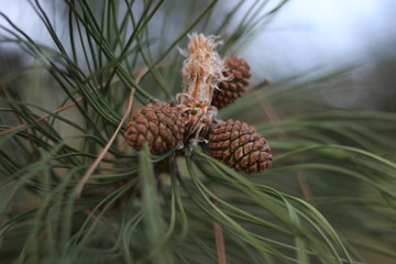 
Pine cones