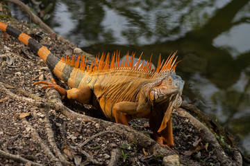 Obraz premium garrobo posando para la cámara 