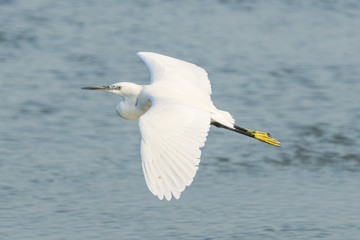 Little Egret (Egretta garzetta) in flight over seawater.