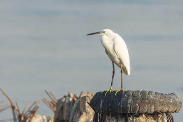Little Egret (Egretta garzetta) standing on used tire boat bumper.
