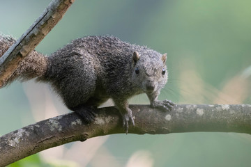 Taiwan squirrel in Maioka Park, Yokohama