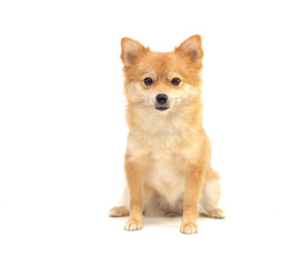 sitting brown pomeraniun puppy dog isolated © Anannapa