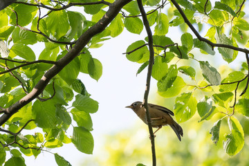 Chinese hwamei in Maioka Park, Yokohama