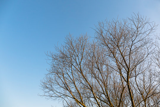 The top of the crown of a tree without leaves against a blue sky with free space for text. Spring autumn landscape.