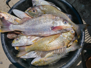 Many fishes were caught by small fisherfolk in Thailand 