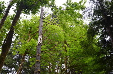 Fototapeta premium tree in the forest