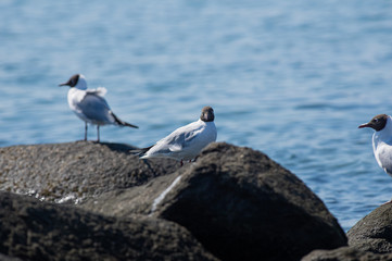 白黒頭のカモメ（夏羽）