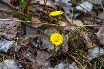 First spring flowers mother-stepmother