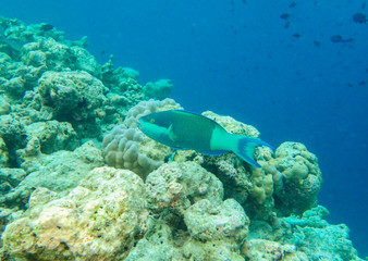 Colourful parrotfish in the coral reef