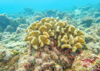 Naklejka na ściany i meble Cauliflower coral, Pocillopora species under the deep blue sea