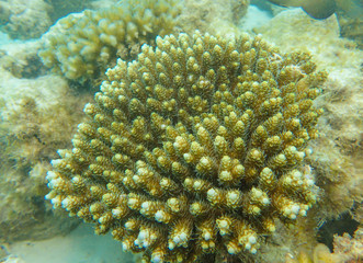 Branching coral or stag horn coral under the deep blue sea
