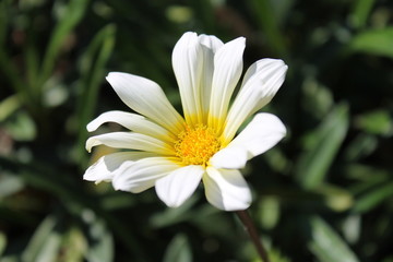 White daisy blooming in spring(Flower Close-up)
 - 白い花