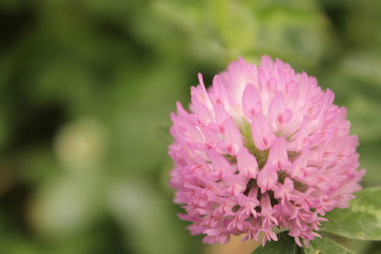 シャジクソウ属 Images Browse 168 Stock Photos Vectors And Video Adobe Stock