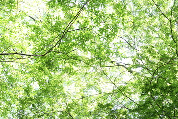 Early summer light peeking through the trees
 - 緑の木漏れ日