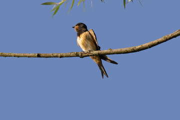 Swallow