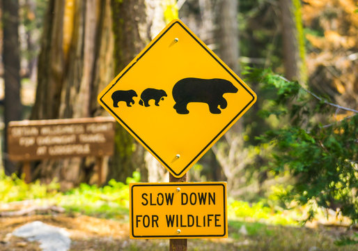 bear sign on the road in national park.