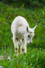mountain goats green grass field, Glacier National Park, Montana
