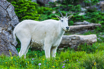 Obraz na płótnie Canvas mountain goats green grass field, Glacier National Park, Montana 