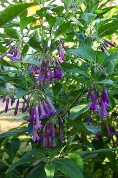 Beautiful iochroma - acnistus australis shrub with Purple Flowers growing in the perennial Cottage garden