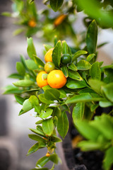 View of an orange tree with fruit