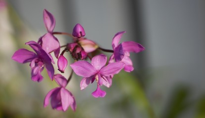 Fototapeta na wymiar Purple orchid flower (spathoglottis plicata) or ground orchid.