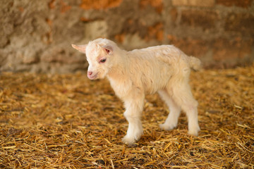 small white furry goat goatling on the eco farm,village, козленок коза пушистая маленькая на эко ферма деревня, белая.