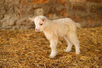 Obraz premium small white furry goat goatling on the eco farm,village, козленок коза пушистая маленькая на эко ферма деревня, белая.