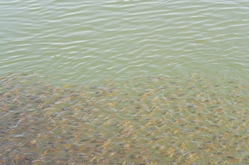 koi fish swimming in the river