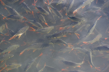 koi fish swimming in the river