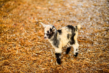Naklejka na ściany i meble small furry black and white goat goatling on the eco farm.,village ,козленок коза пушистая маленькая на эко ферма деревня.