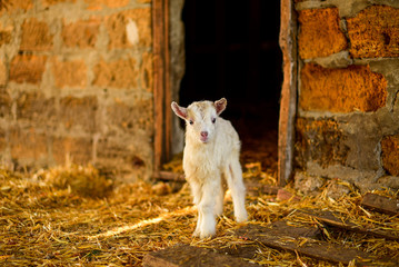 Obraz premium small white furry goat goatling on the eco farm,village, козленок коза пушистая маленькая на эко ферма деревня, белая.